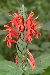 Pachystachys spicata