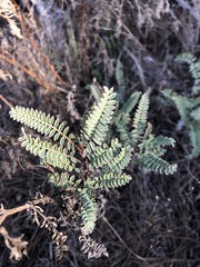 Astragalus nuttallii nuttallii
