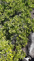 Cinnamomum verum