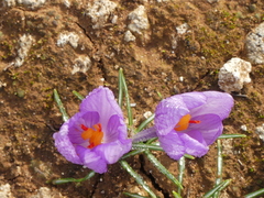 Crocus thomasii