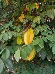 Averrhoa carambola
