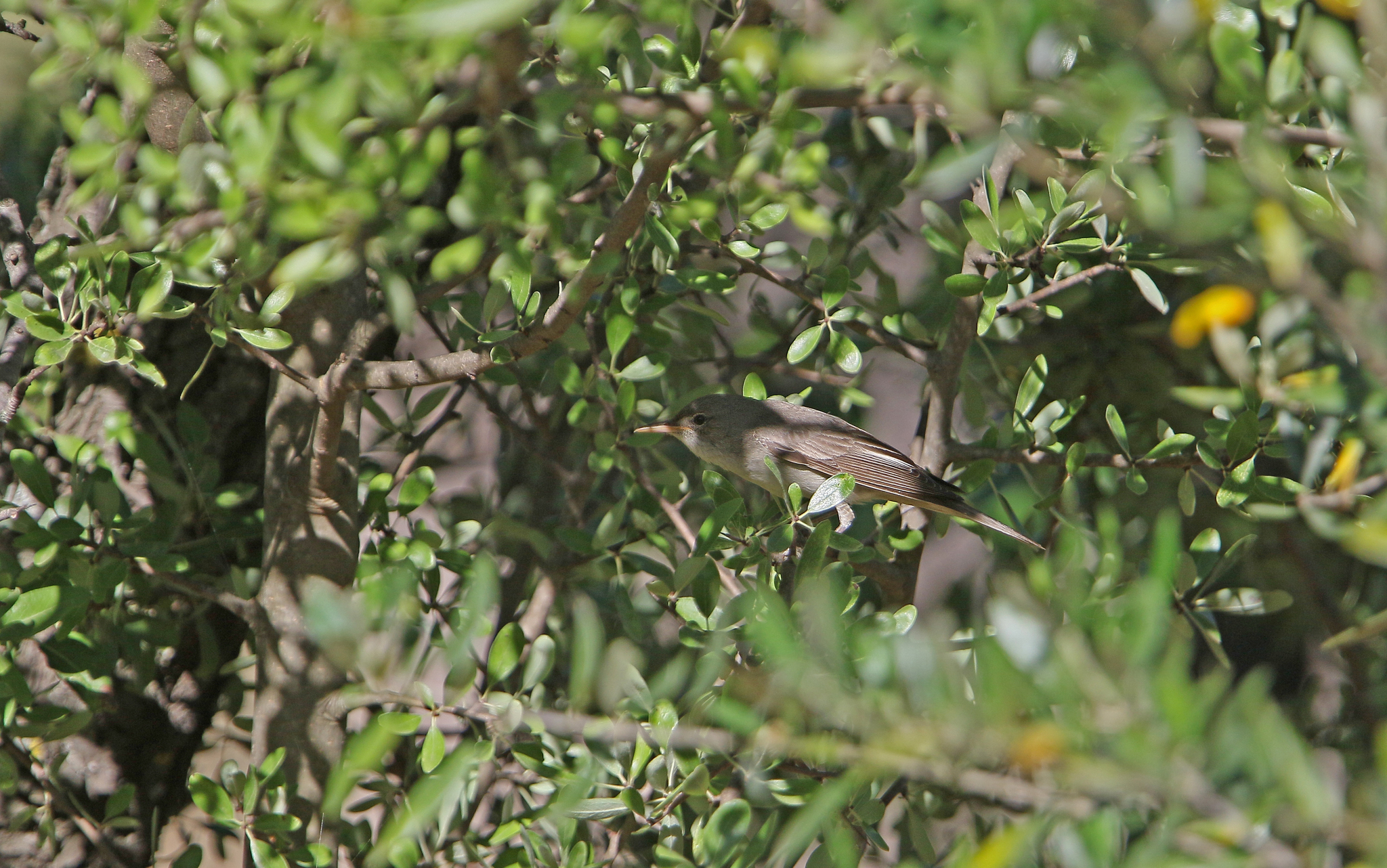 Olive-tree Warbler (Hippolais olivetorum), photo 8