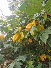 Averrhoa carambola