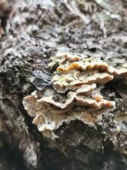 Skeletocutis amorpha