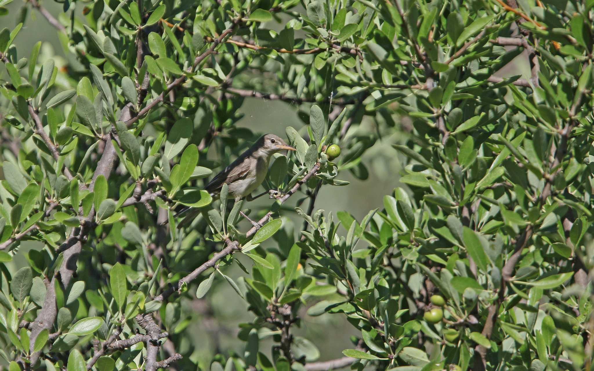 Olive-tree Warbler (Hippolais olivetorum), photo 9