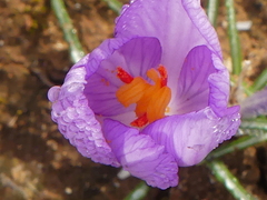 Crocus thomasii