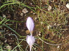 Crocus thomasii