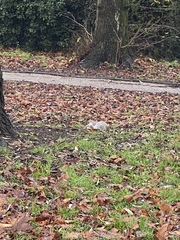 Sciurus carolinensis