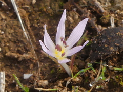 Colchicum cupanii