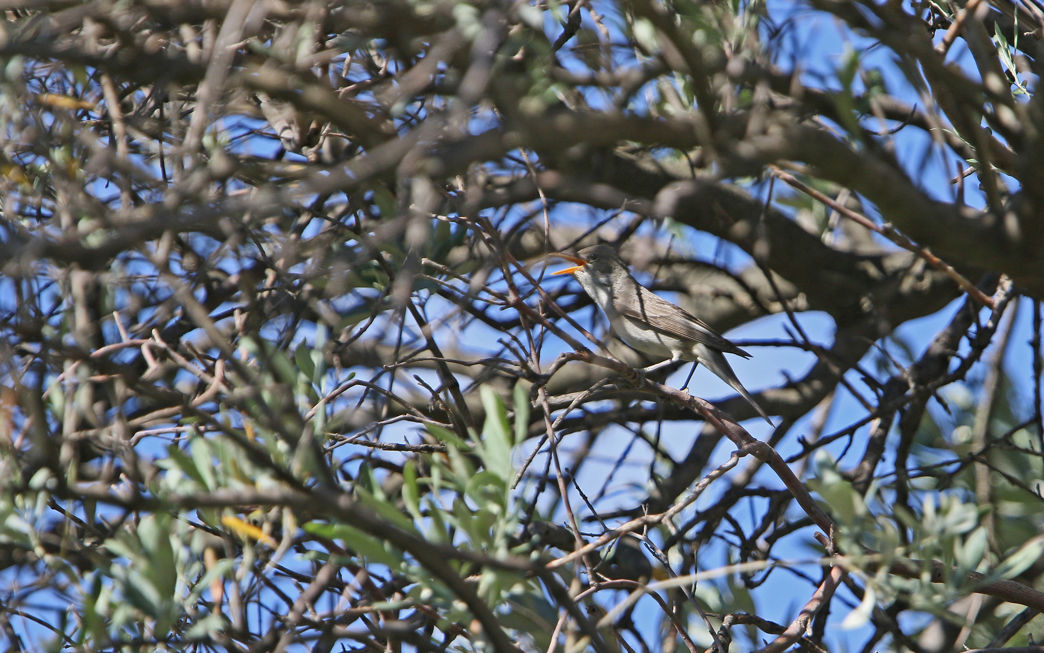 Olive-tree Warbler (Hippolais olivetorum), photo 10