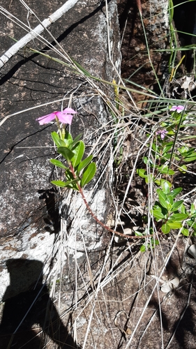 Catharanthus roseus image