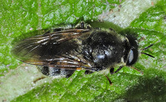 Pycnomalla splendens