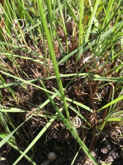 Muhlenbergia expansa
