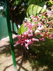 Averrhoa carambola