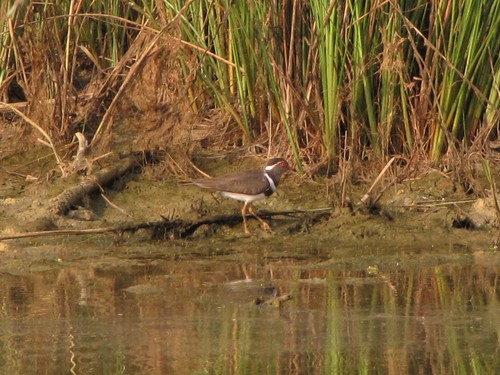 Forbes's Plover (Thinornis forbesi), photo 7