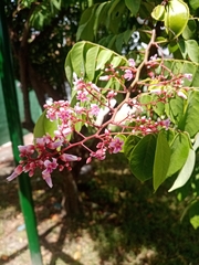 Averrhoa carambola