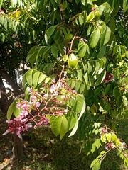 Averrhoa carambola