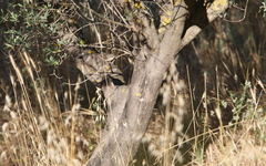 Curruca crassirostris