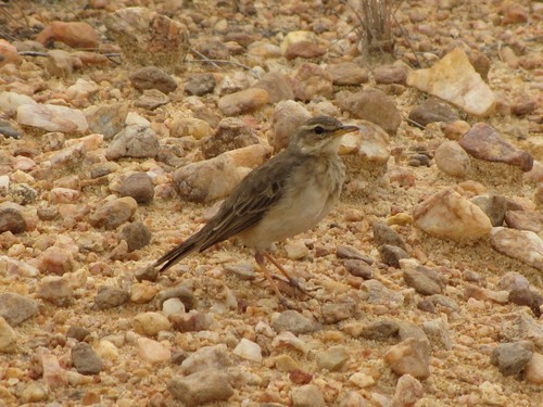 Long-legged Pipit (Anthus pallidiventris), photo 8
