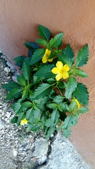 Turnera ulmifolia