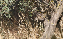 Curruca crassirostris