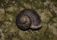 Cyclophorus martensianus