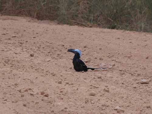 Eastern Long-tailed Hornbill (Horizocerus cassini), photo 6