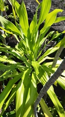 Dracaena floribunda