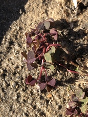 Oxalis corniculata