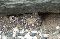 Eriosyce napina tenebrica