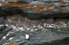 Eriosyce napina tenebrica
