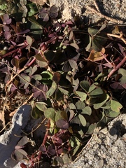 Oxalis corniculata