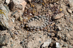 Eriosyce fankhauseri