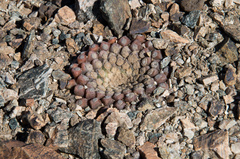 Eriosyce fankhauseri