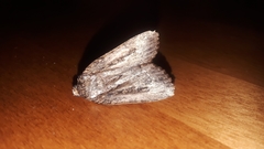 Amphipyra pyramidoides