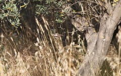 Curruca crassirostris