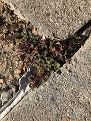 Oxalis corniculata