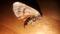 Amphipyra pyramidoides