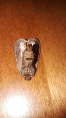 Amphipyra pyramidoides