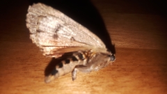 Amphipyra pyramidoides