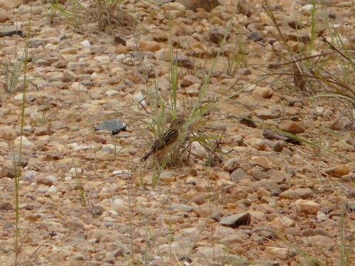 Pectoral-patch Cisticola (Cisticola brunnescens), photo 9