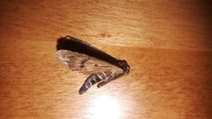 Amphipyra pyramidoides