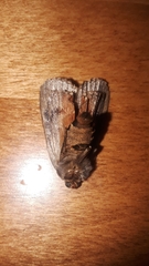 Amphipyra pyramidoides