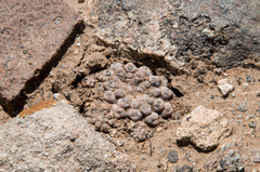 Eriosyce napina tenebrica