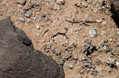 Eriosyce napina tenebrica