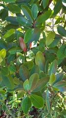 Erythroxylum sechellarum