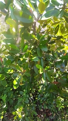 Erythroxylum sechellarum