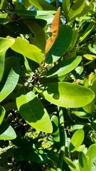 Erythroxylum sechellarum