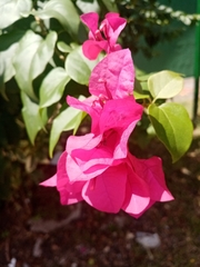Bougainvillea glabra