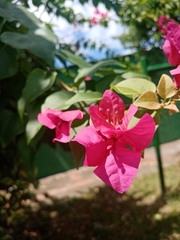 Bougainvillea glabra